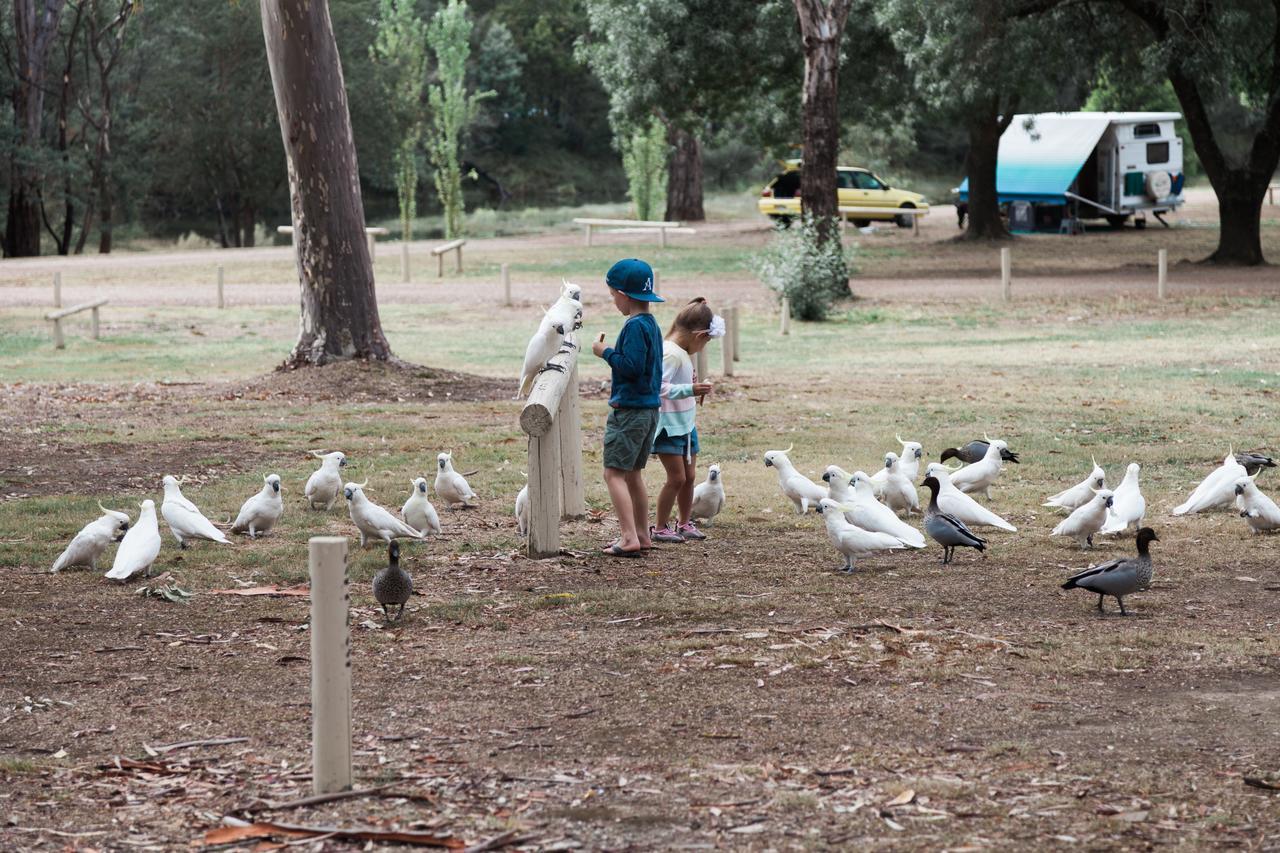 Eildon Pondage Holiday Park Экстерьер фото